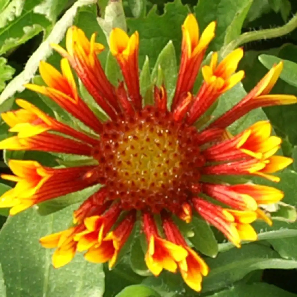 GAILLARDIA 'Fanfare'