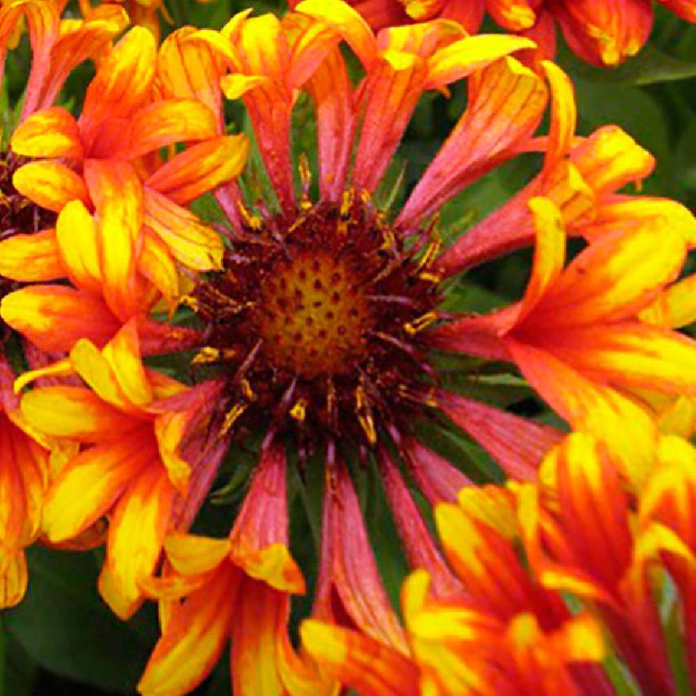 GAILLARDIA 'Frenzy' ®.' image 2