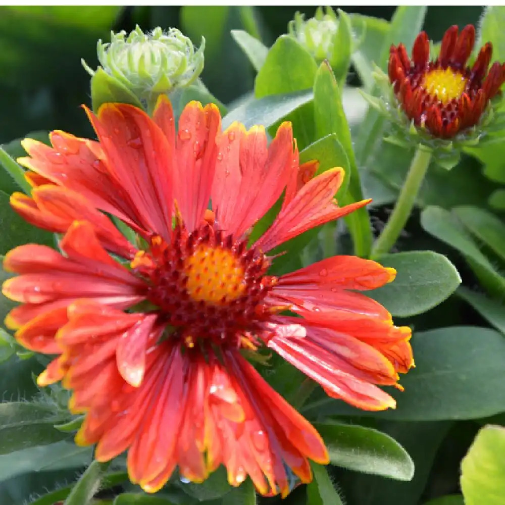 GAILLARDIA x grandiflora 'Spin Top Red'