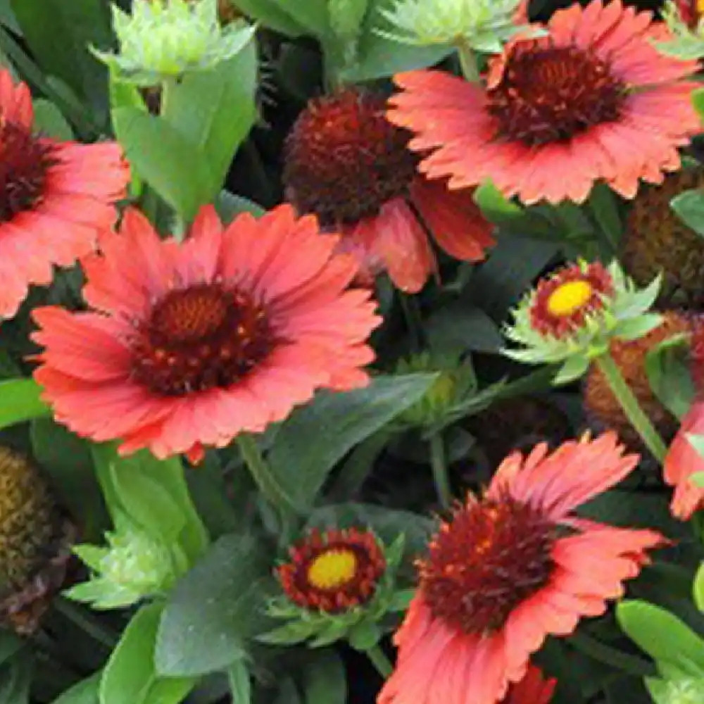 GAILLARDIA x grandiflora 'Spin Top Red'.' image 2
