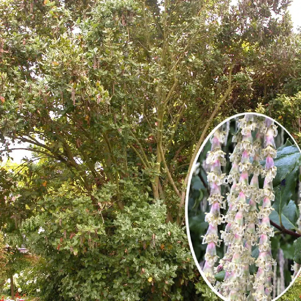 GARRYA elliptica 'James Roof'