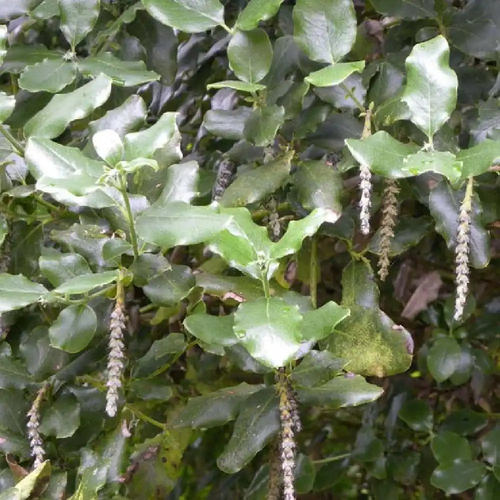 GARRYA elliptica