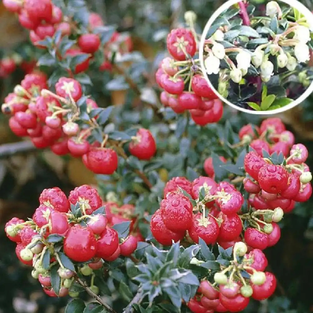 GAULTHERIA mucronata 'Bell's Seedling'