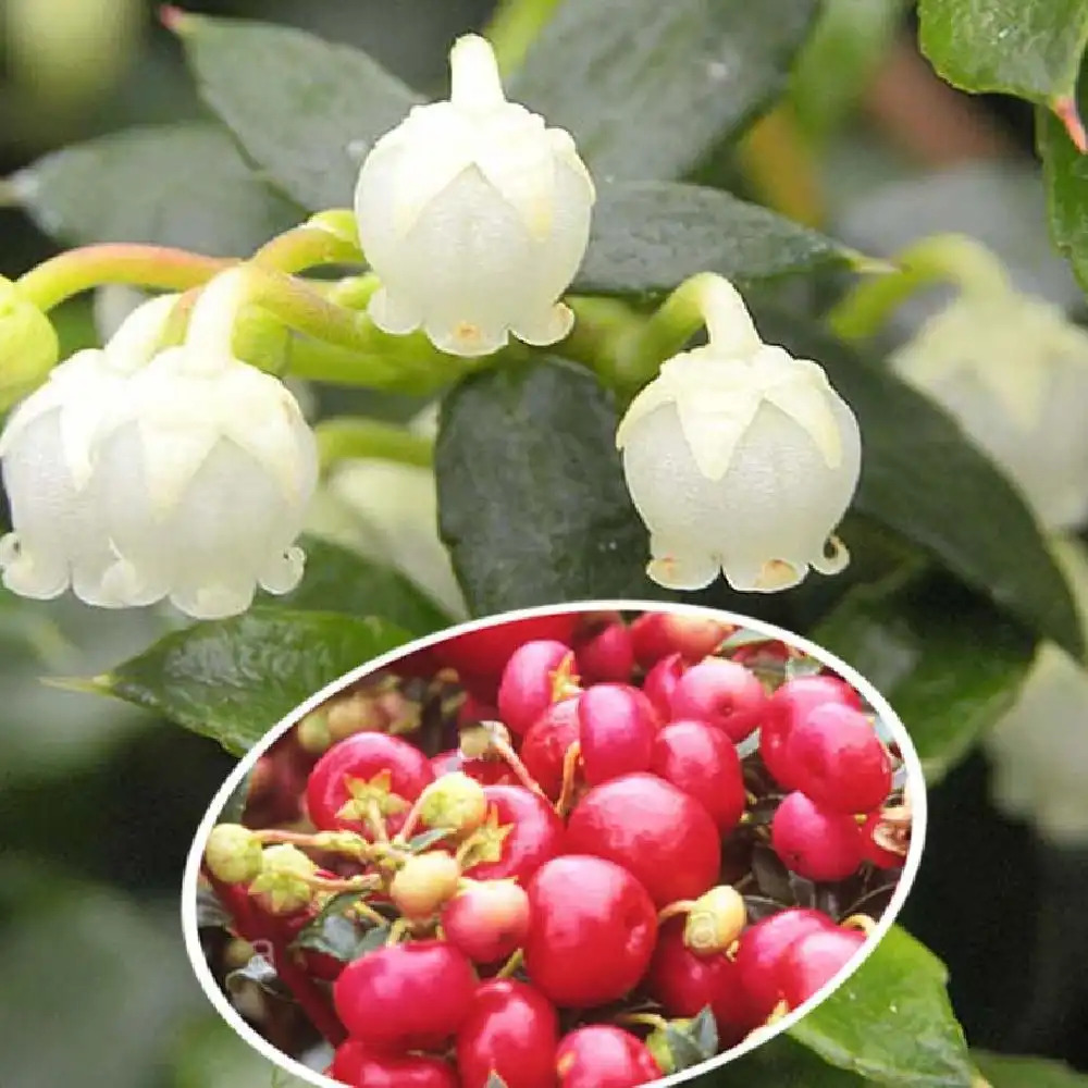 GAULTHERIA mucronata 'Crimsonia'
