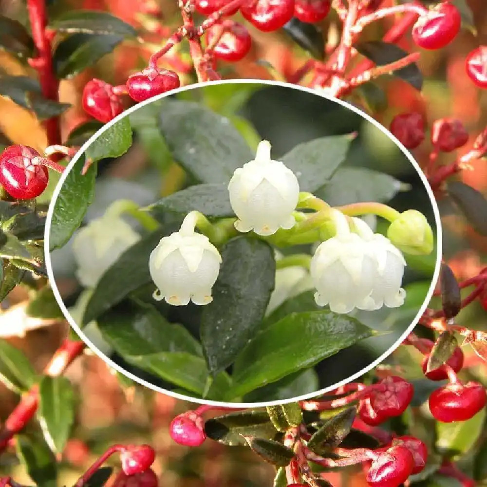 GAULTHERIA mucronata (=PERNETTHYA)