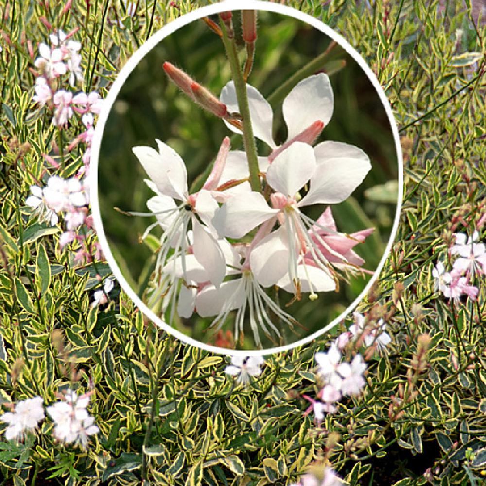 GAURA lindheimeri 'Corrie's Gold'
