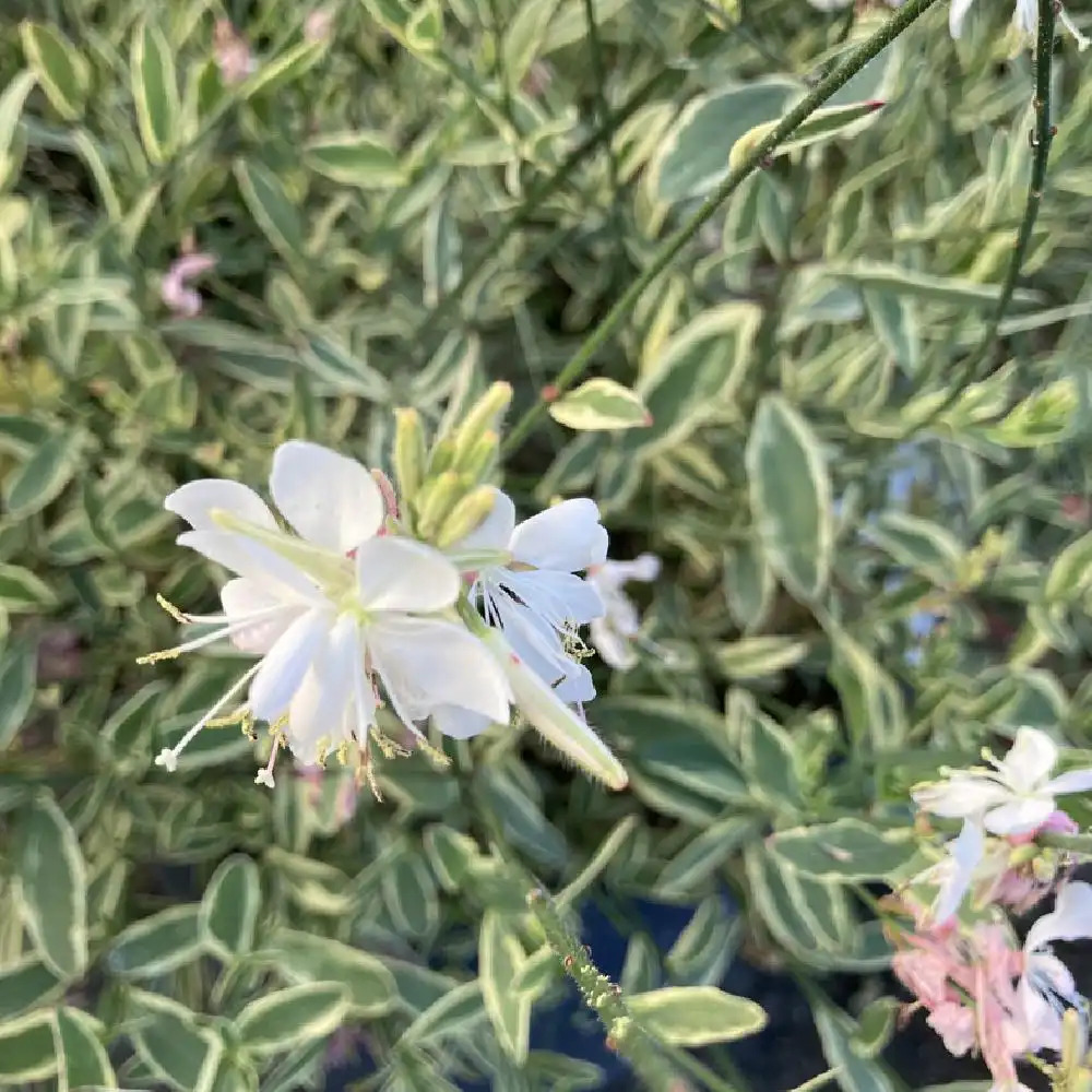 GAURA lindheimeri 'Corrie's Gold'