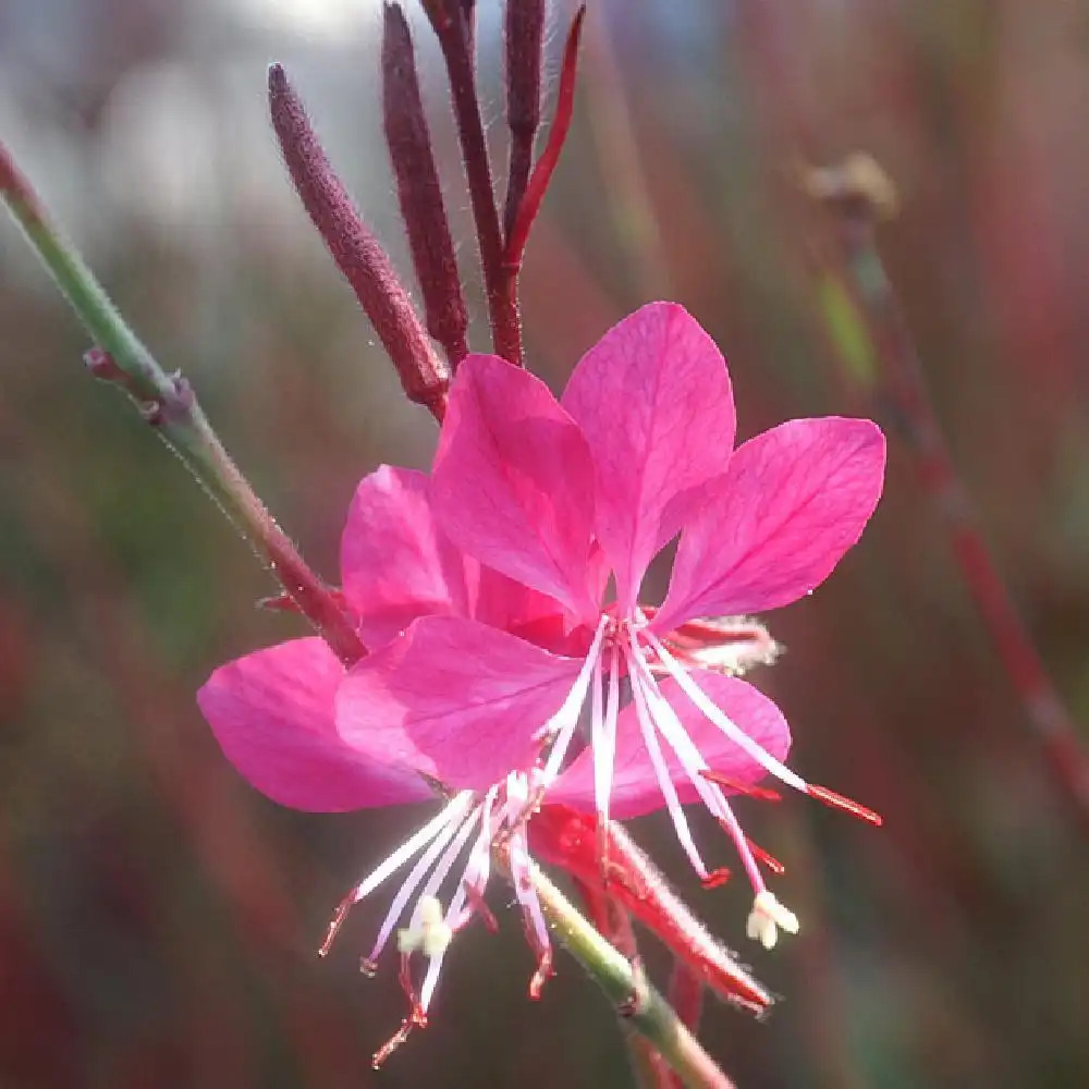 GAURA lindheimeri 'Crimson Butterflies'®