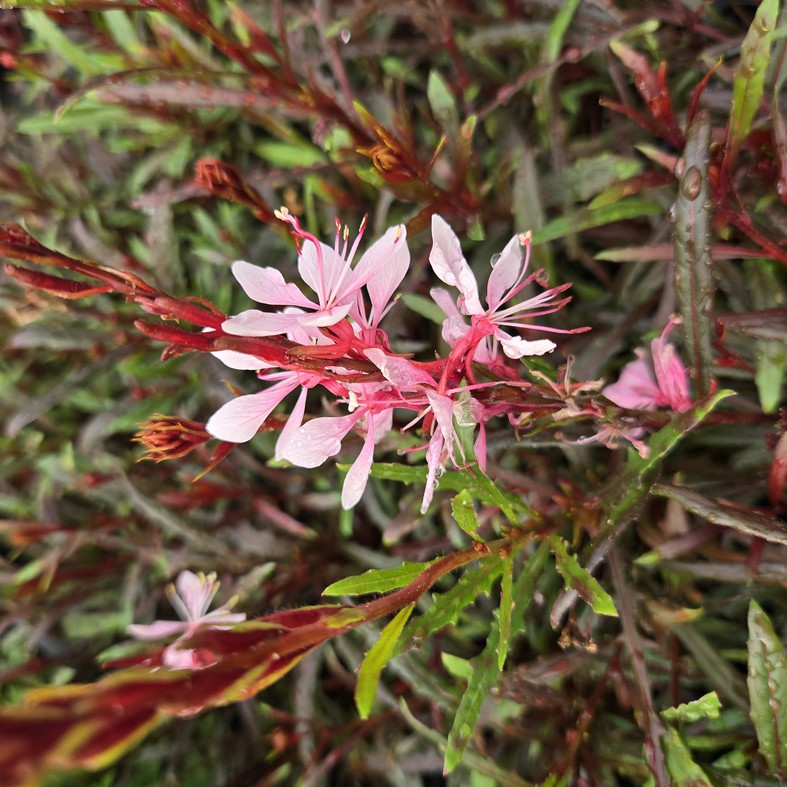 GAURA lindheimeri 'Graceful Light Pink'