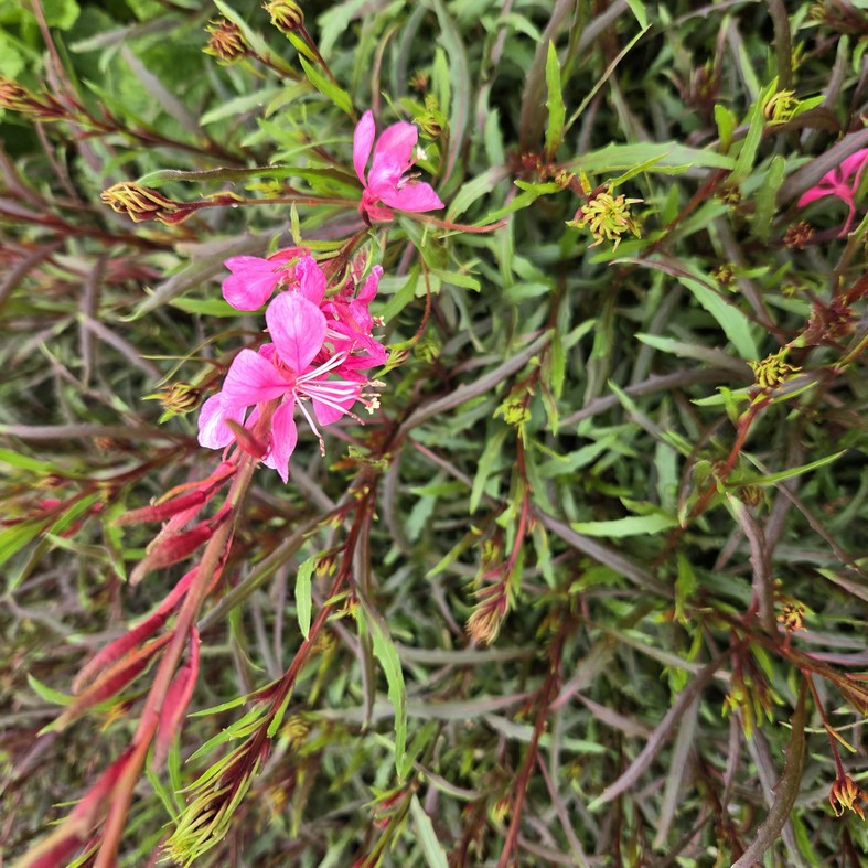 GAURA lindheimeri 'Graceful Pink'