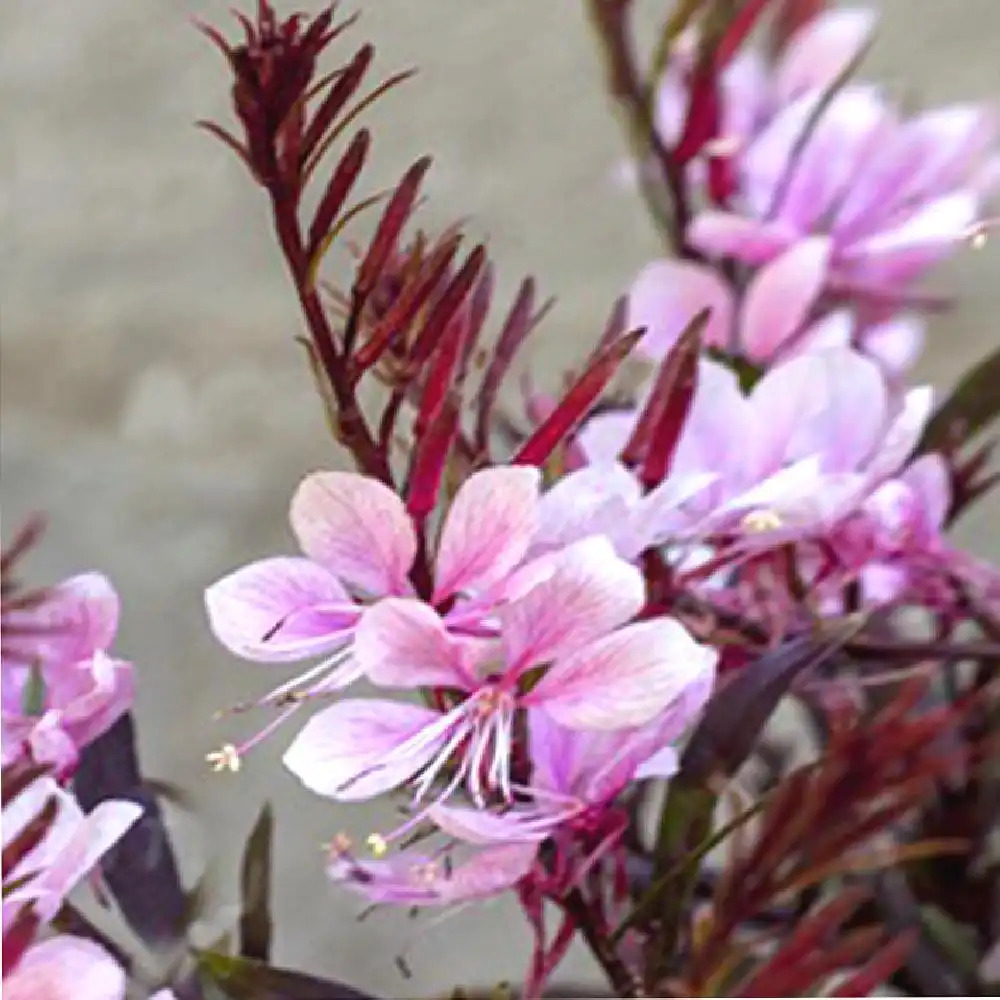 GAURA lindheimeri 'Passionate Blush'