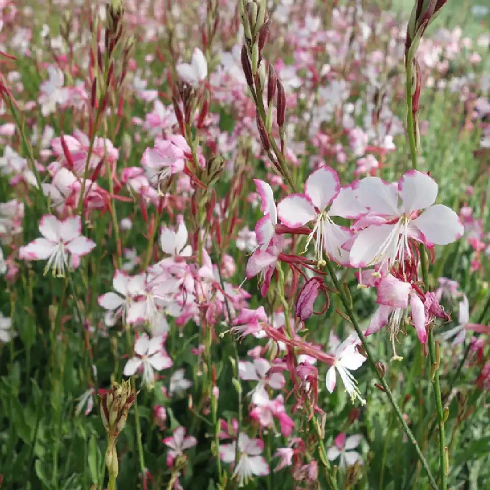 GAURA lindheimeri 'Rosyjane'® - pépinières Lepage Bretagne Bord de mer