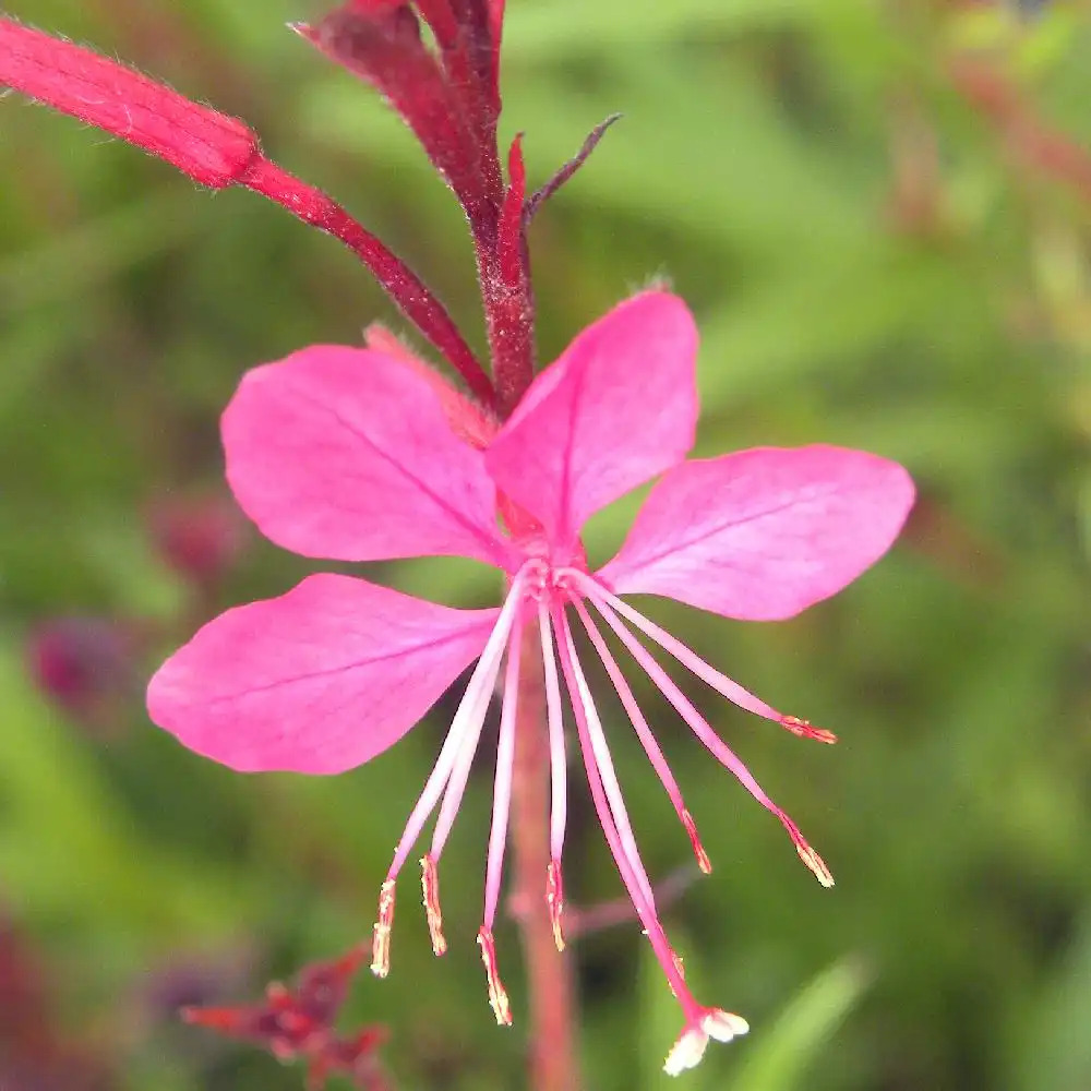 GAURA lindheimeri 'Siskiyou Pink'