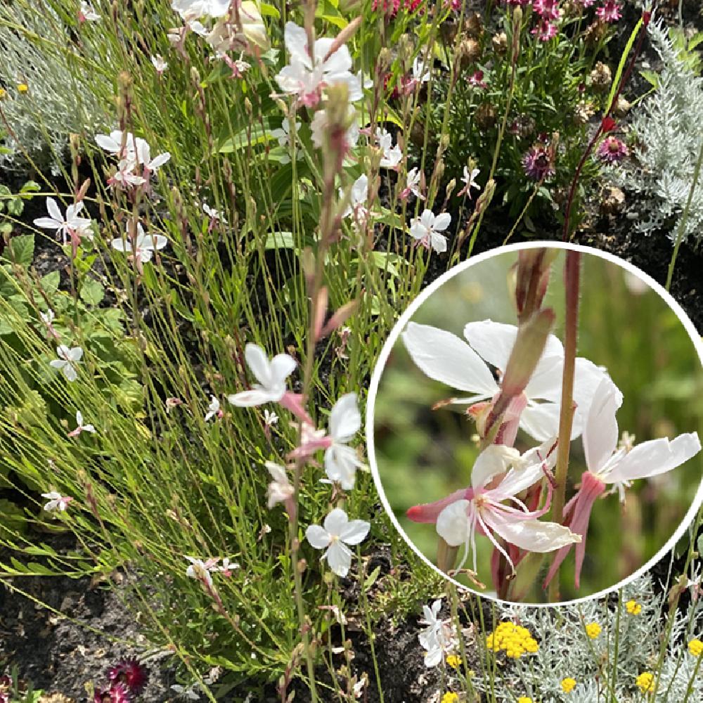 GAURA lindheimeri 'Snowbird'