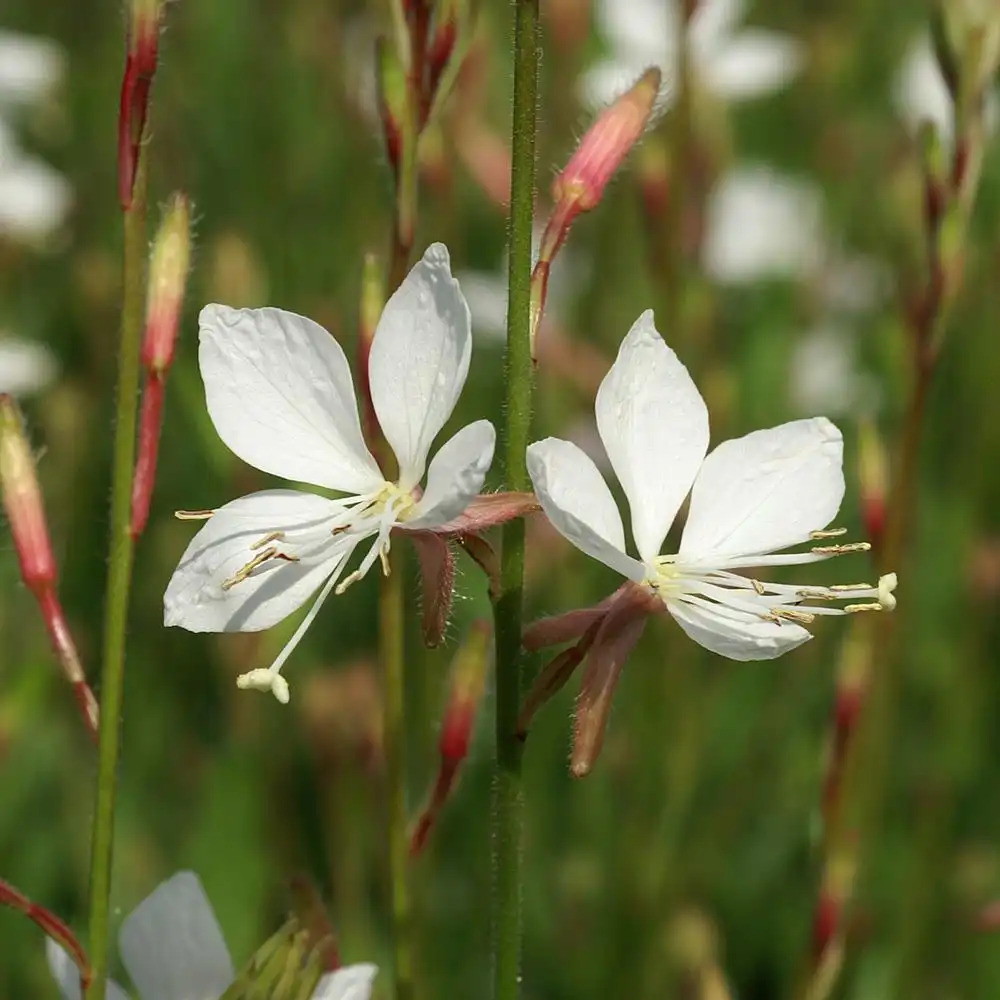 GAURA lindheimeri 'Snowstorm'