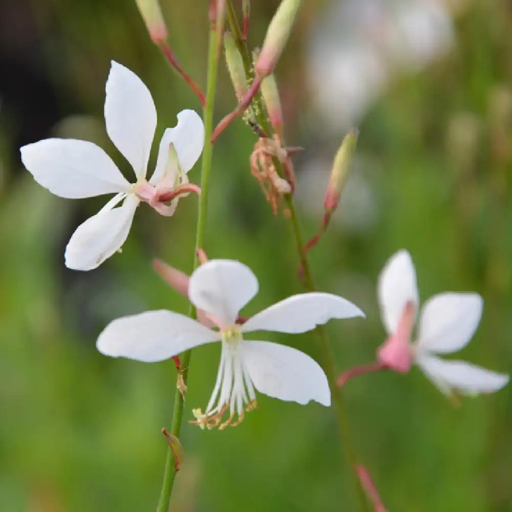 GAURA lindheimeri 'Summer Breeze'