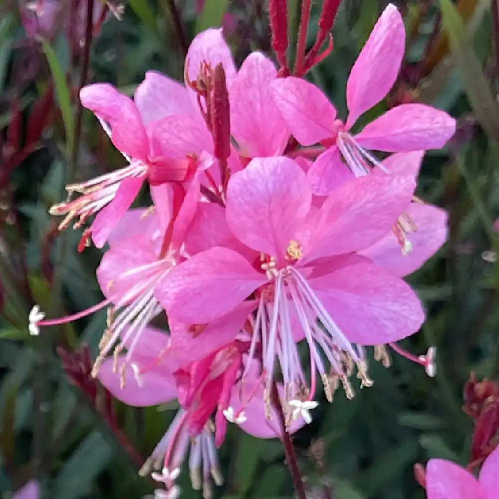 GAURA lindheimeri 'Tutti Frutti'