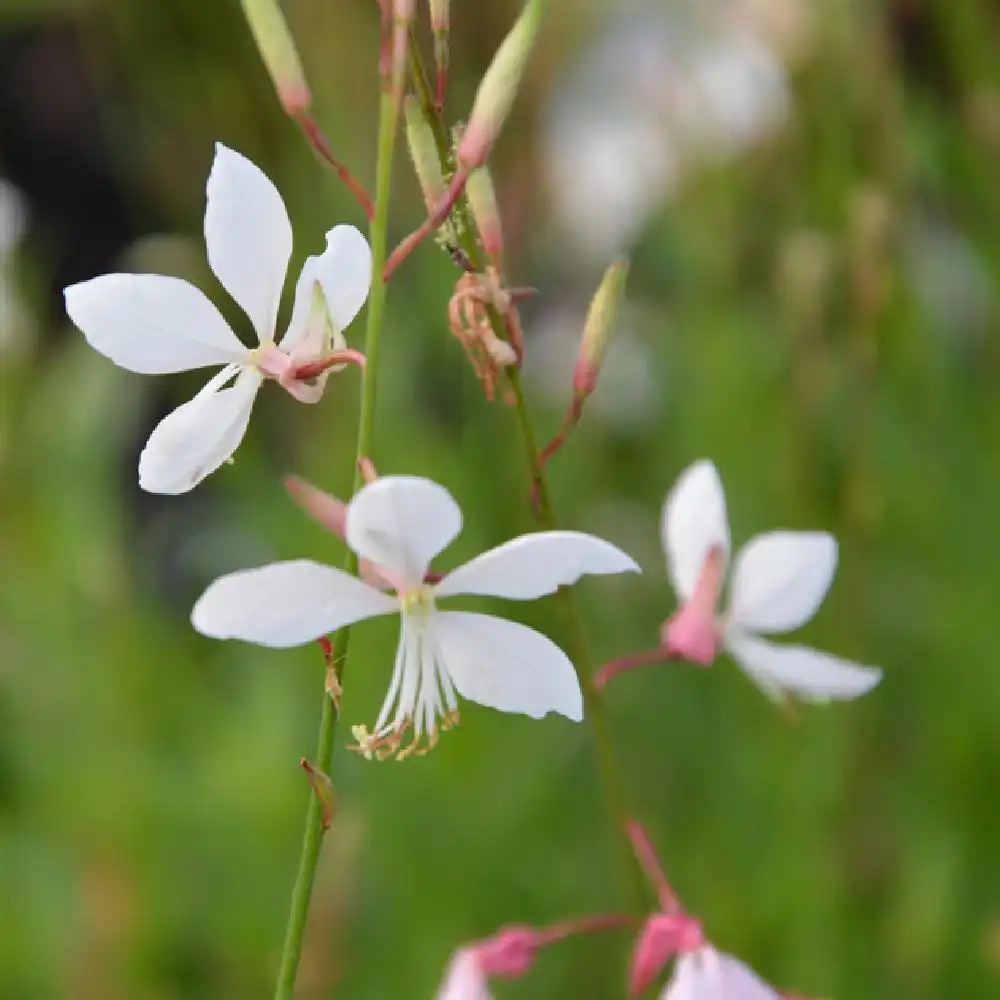 GAURA lindheimeri - pépinières Lepage Bretagne Bord de mer