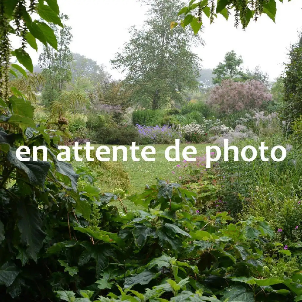 GAZANIA en variété à l'unité