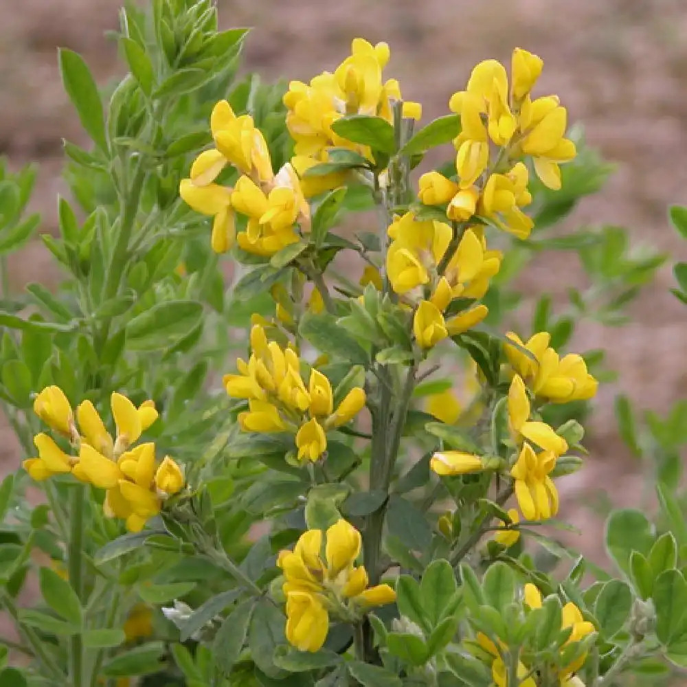 GENISTA 'Porlock'