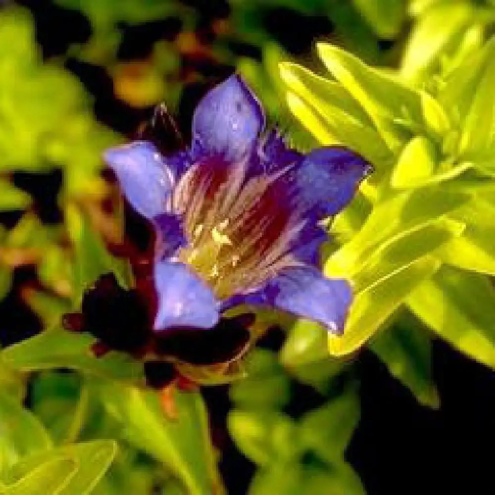 GENTIANA acaulis