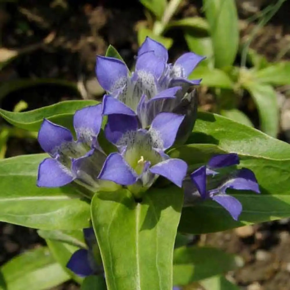 GENTIANA cruciata