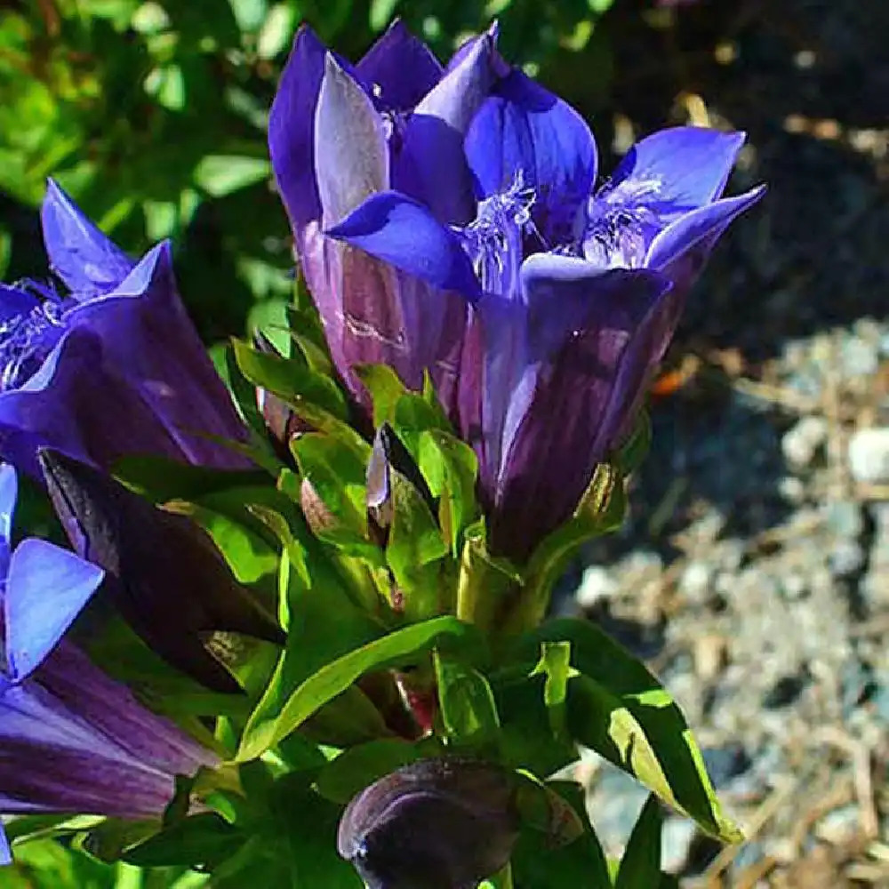 GENTIANA septemfida