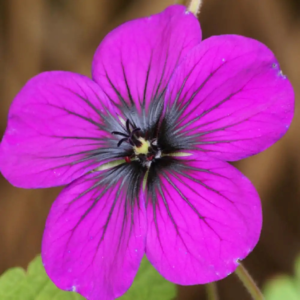 GERANIUM 'Ann Folkard'