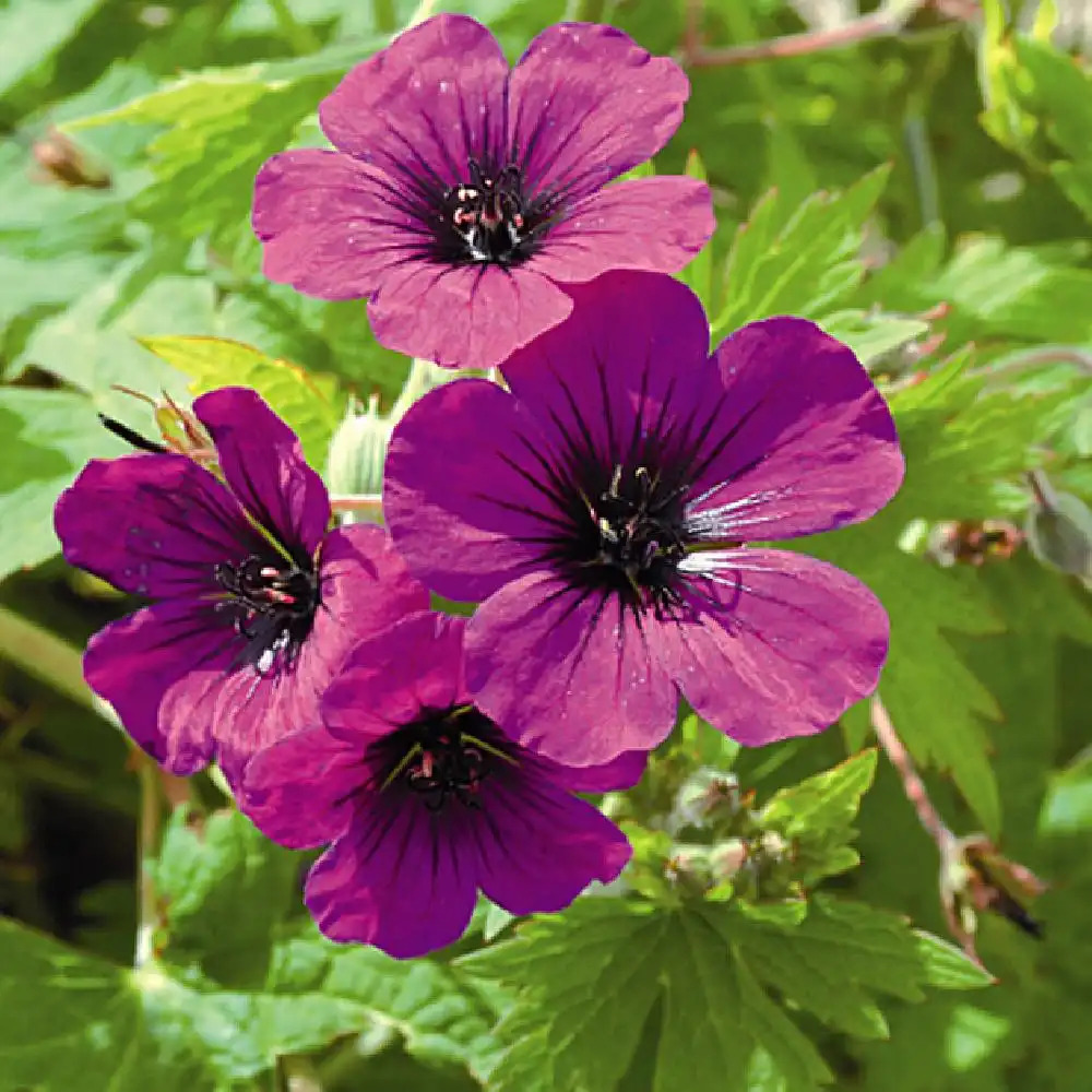 GERANIUM 'Anne Thomson'