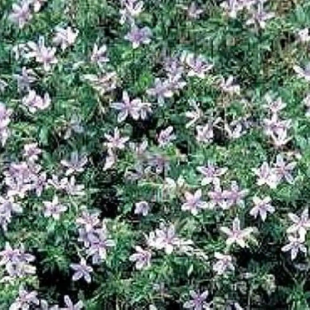 GERANIUM asphodeloides