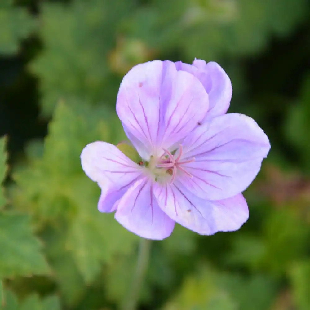GERANIUM 'Azure Rush'.' image 2