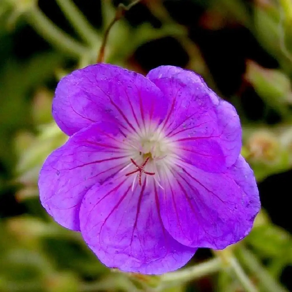 GERANIUM 'Brookside'