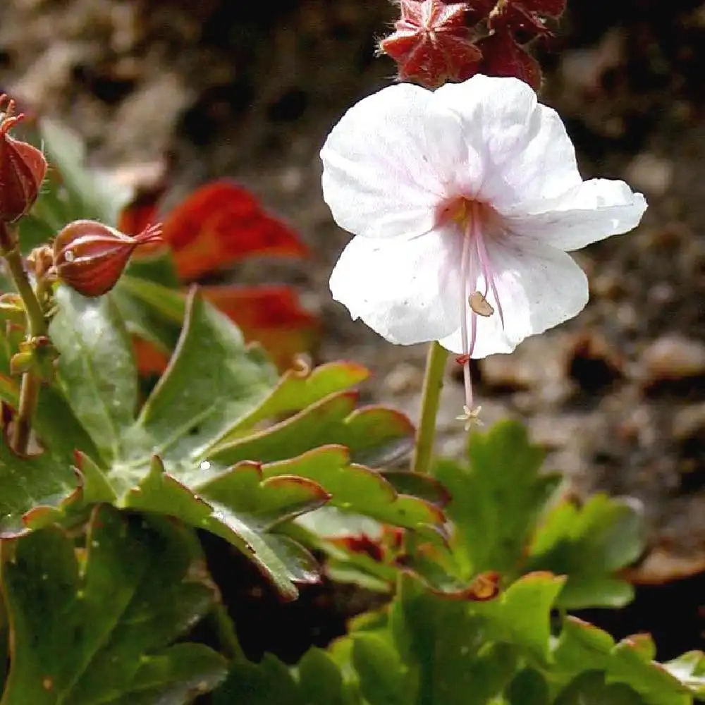 GERANIUM x cantabrigiense 'Biokovo'