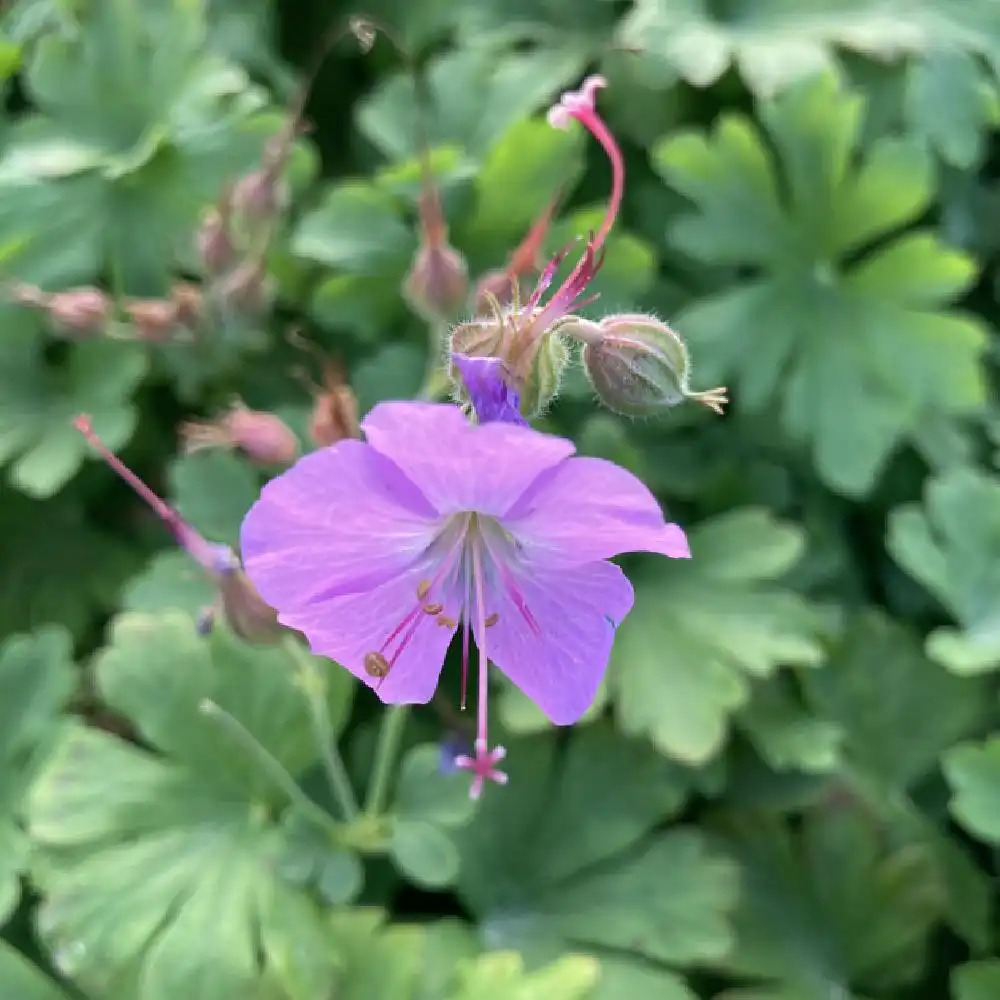 GERANIUM x cantabrigiense 'Cambridge'