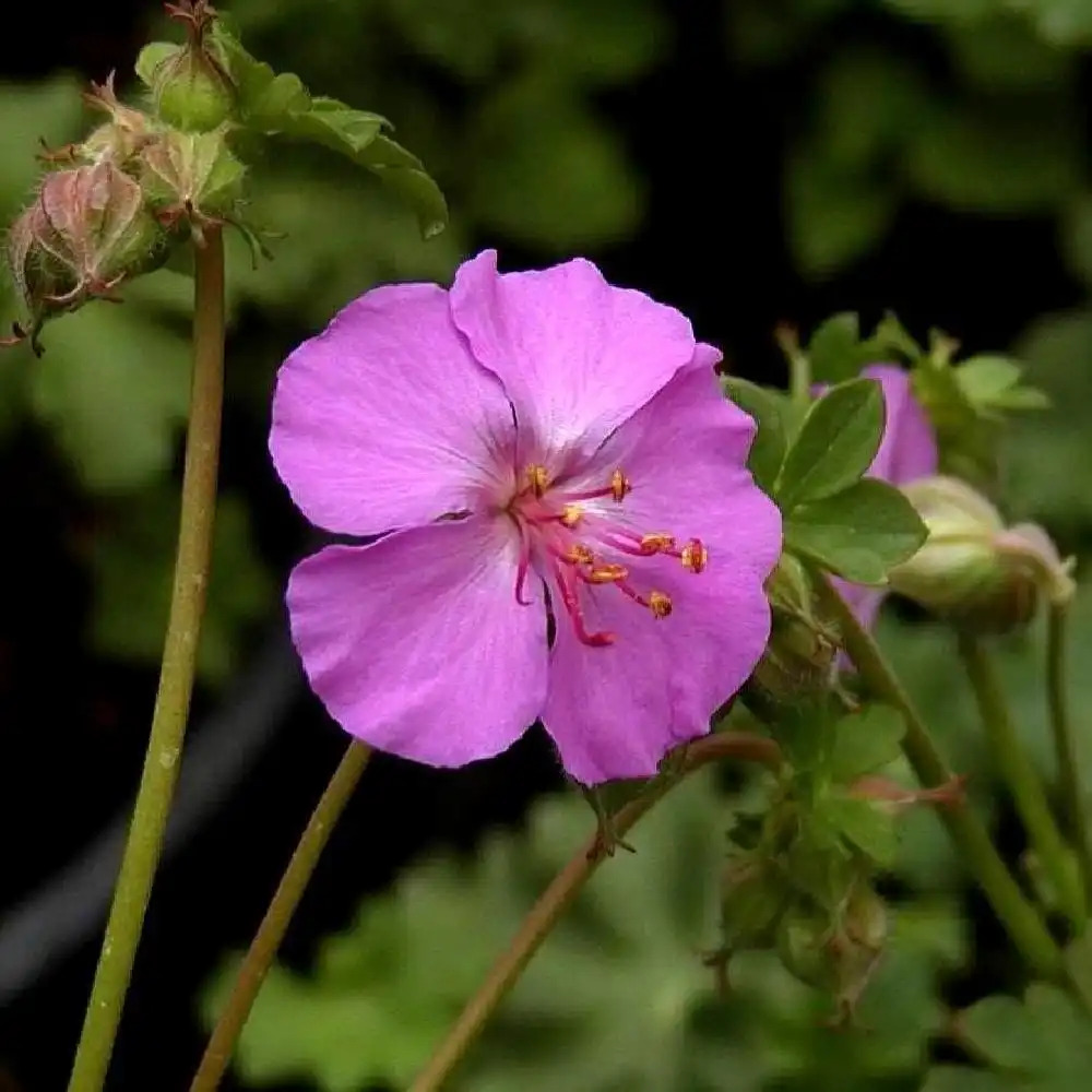 GERANIUM x cantabrigiense 'Karmina'