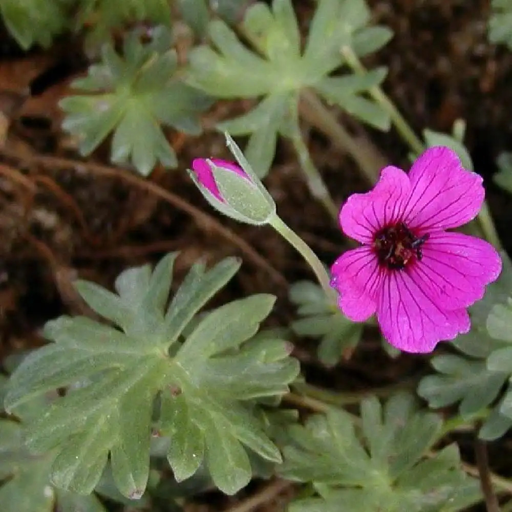 GERANIUM cinereum 'Giuseppi'