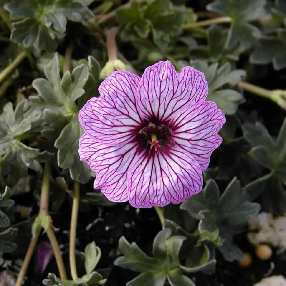 GERANIUM cinereum 'Lawrence Flatman'