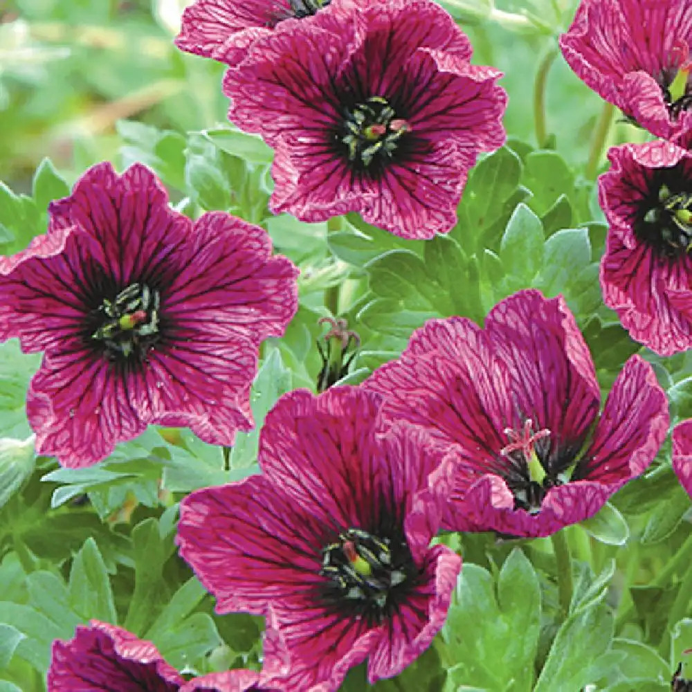 GERANIUM cinereum 'Purple Pillow' ®