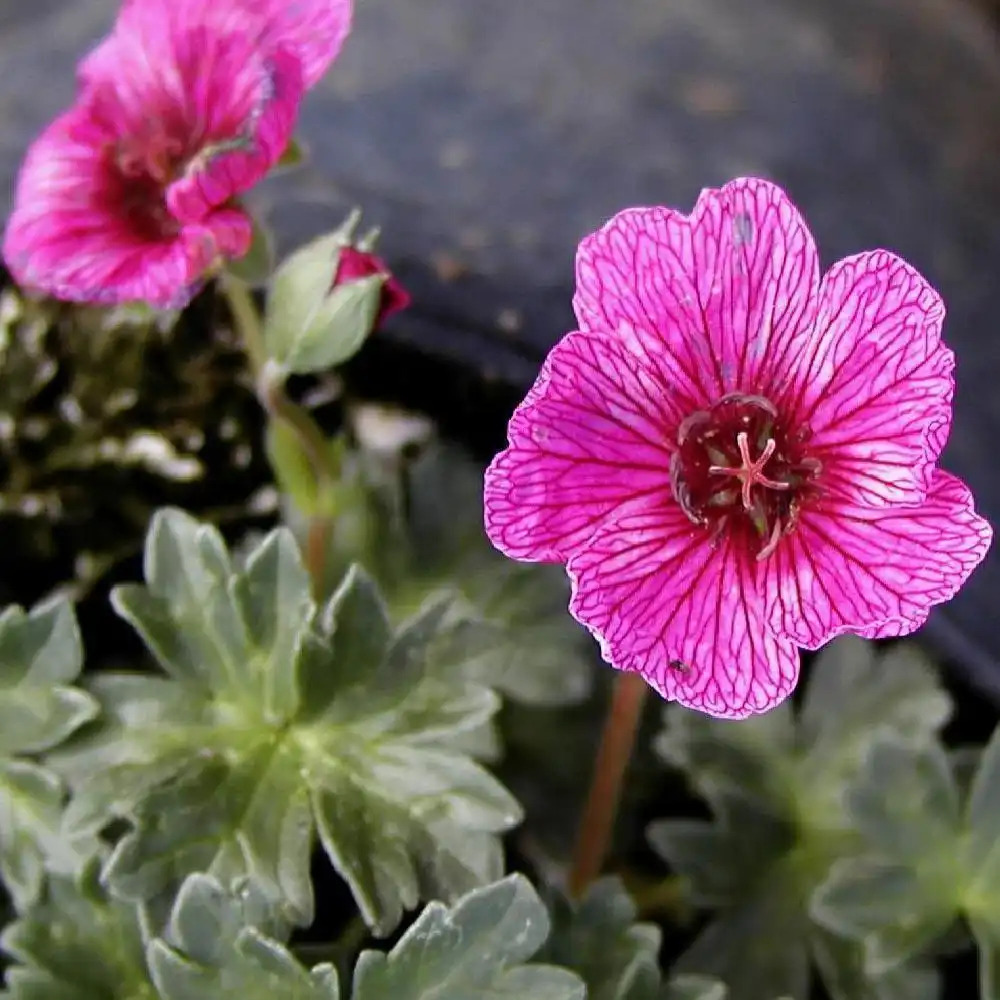 GERANIUM cinereum 'Splendens'