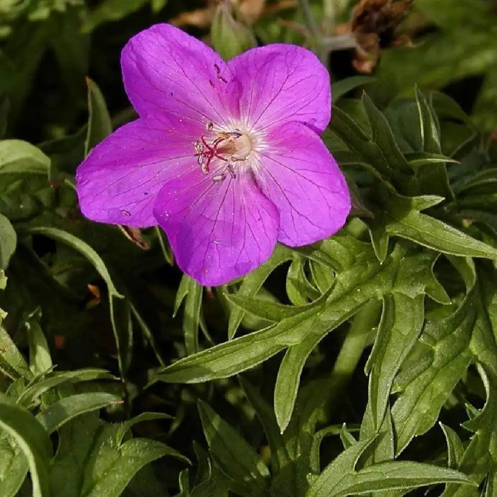 GERANIUM clarkei 'Kashmir Purple'