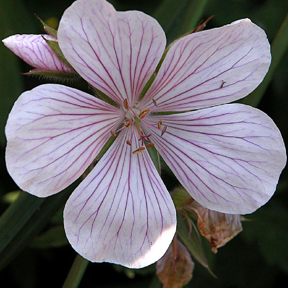 GERANIUM clarkei 'Kashmir White'