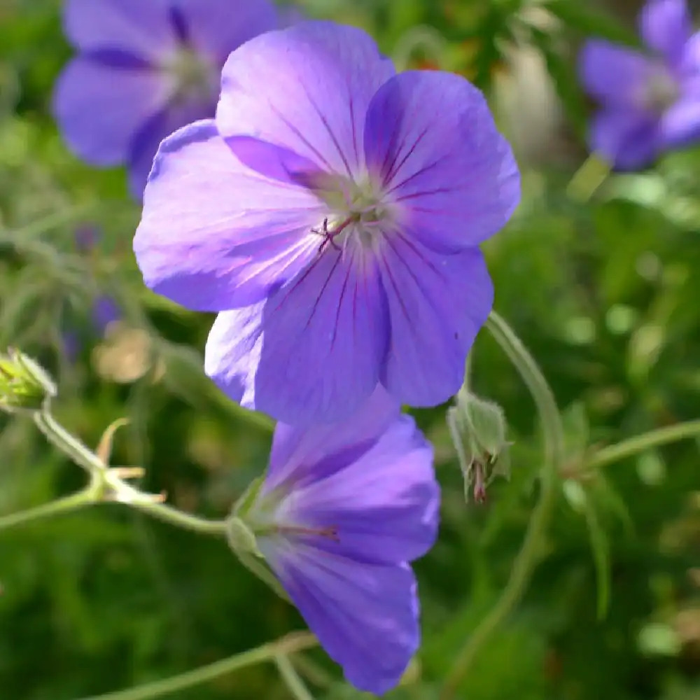 GERANIUM 'Eureka Blue'®