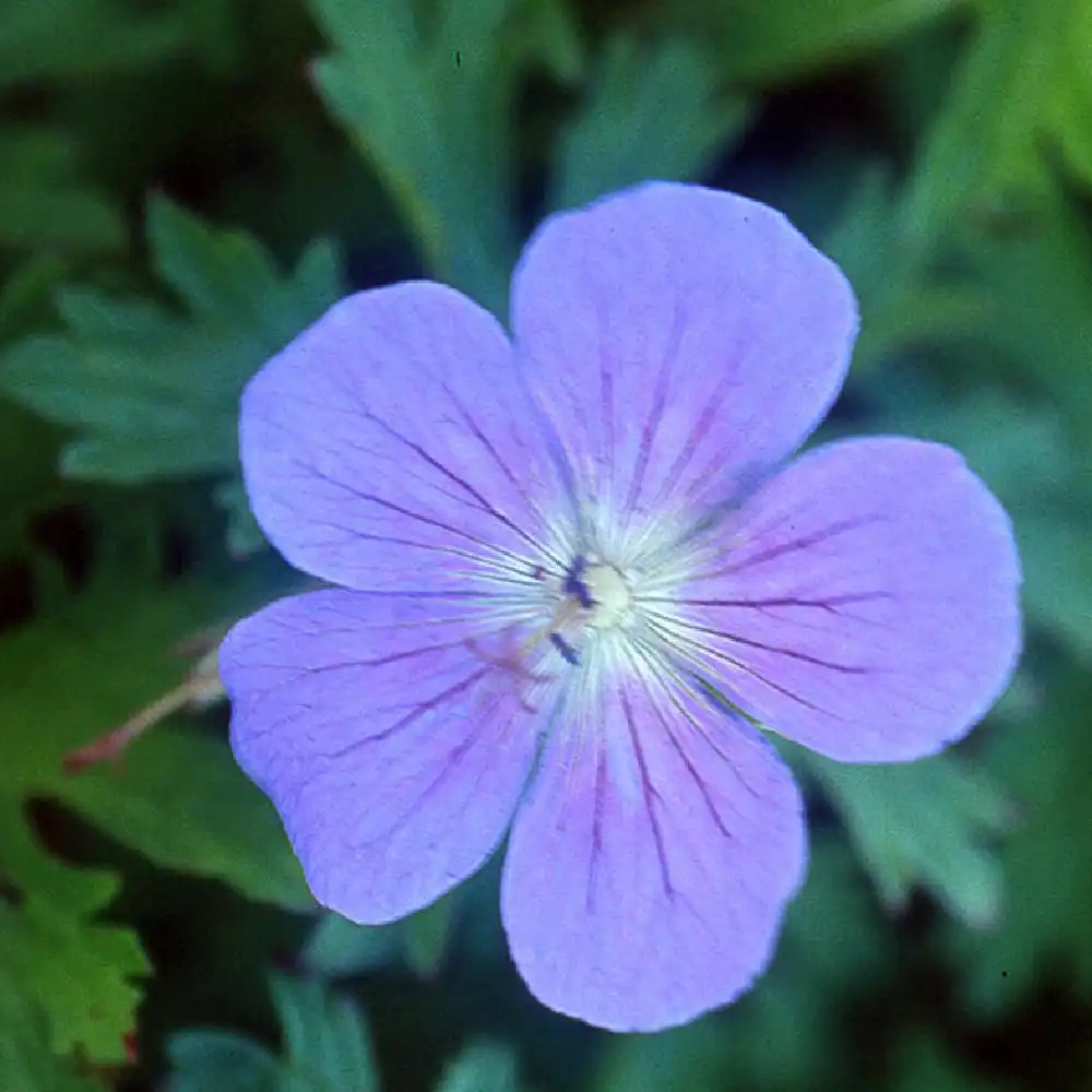 GERANIUM himalayense 'Gravetye'