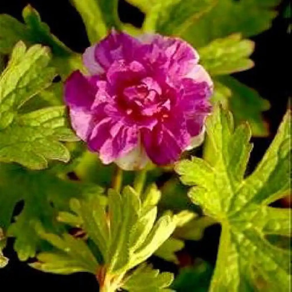 GERANIUM himalayense 'Plenum'