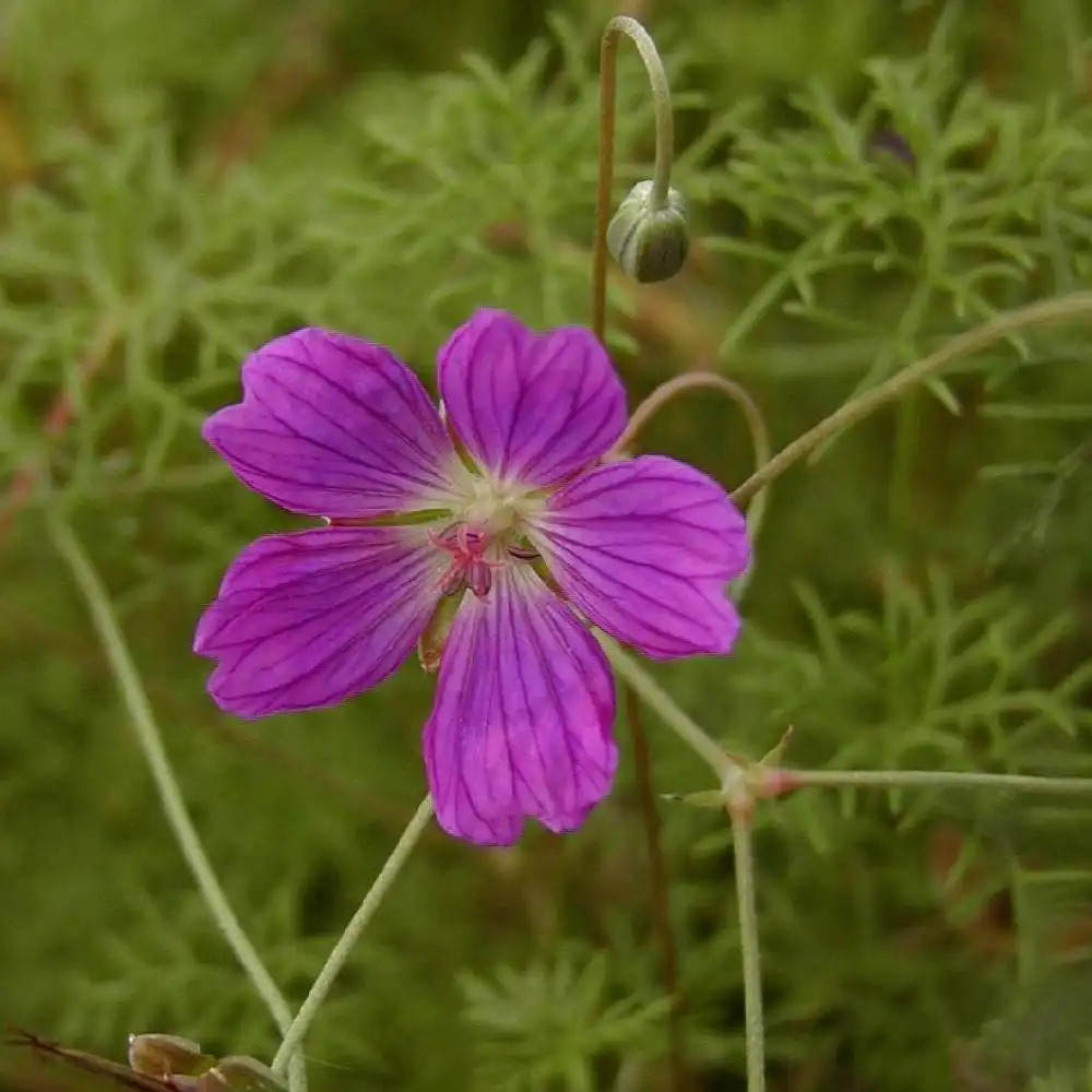 GERANIUM incanum