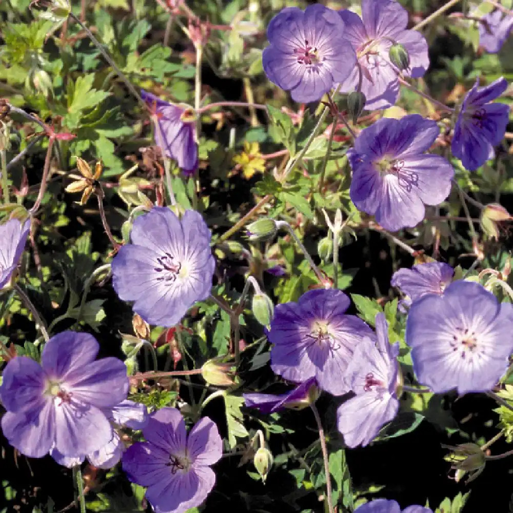 GERANIUM 'Jolly Bee' ®