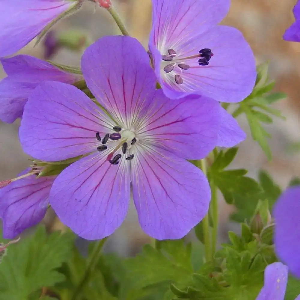 GERANIUM 'Johnson's Blue'