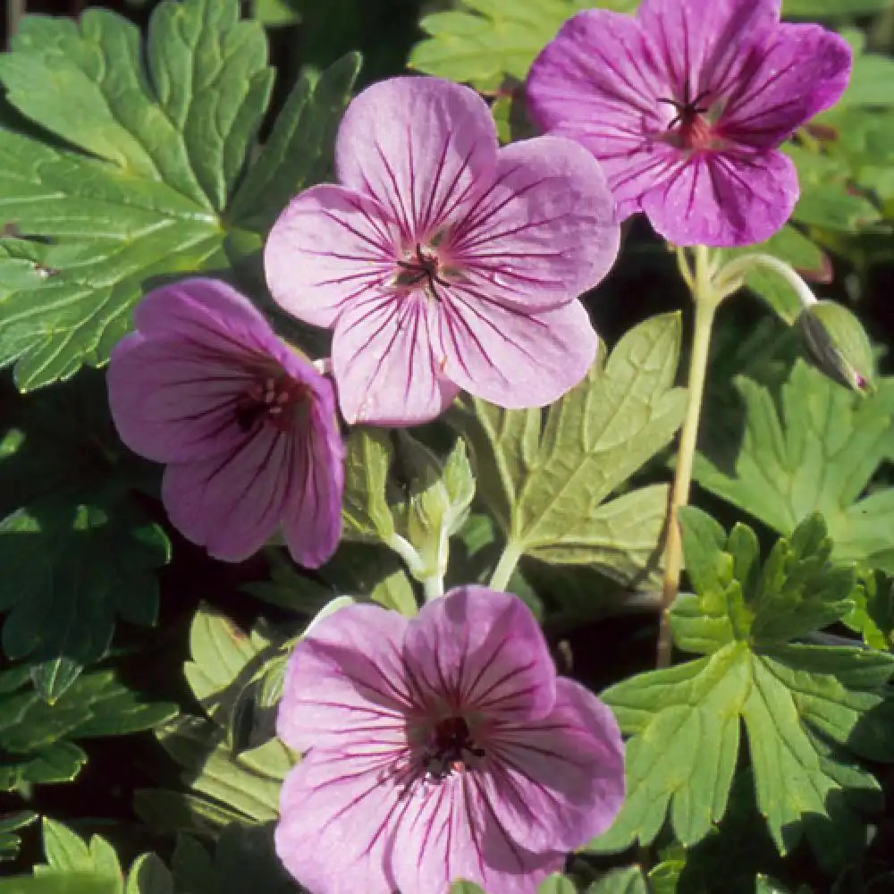 GERANIUM 'Joy'