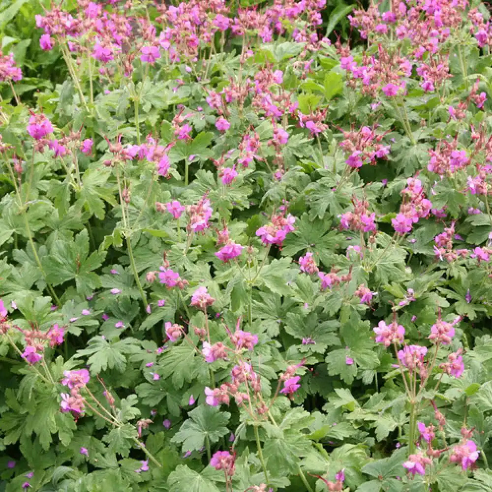 GERANIUM macrorrhizum 'Bevan's Variety'