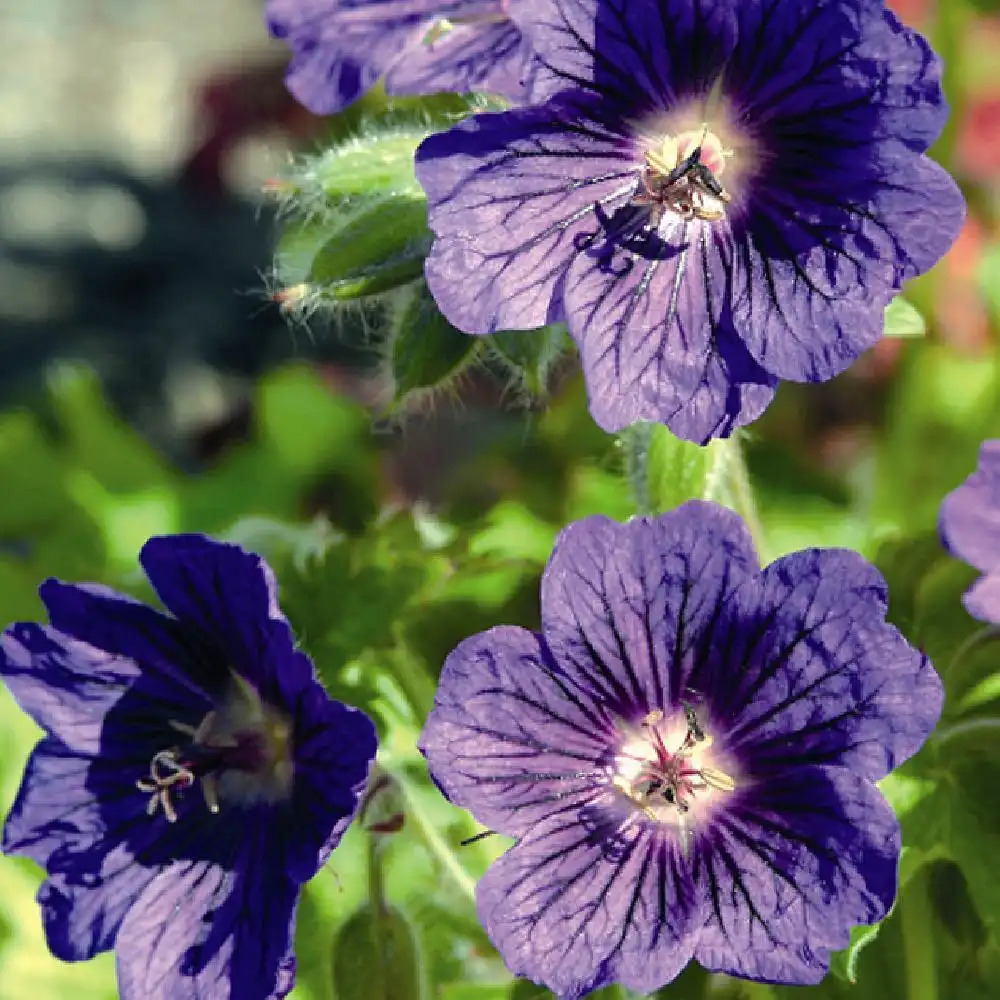 GERANIUM x magnificum 'Blue Blood'